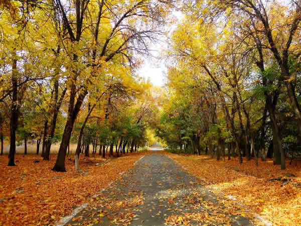 玛纳斯林博园黄金大道