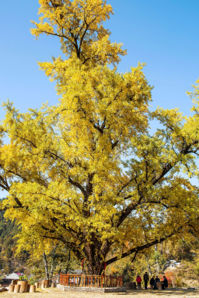 最美古树名木:同源古银杏