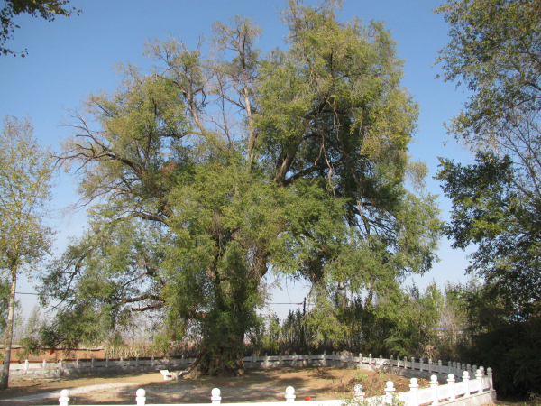 中国林业网-美丽中国大赛