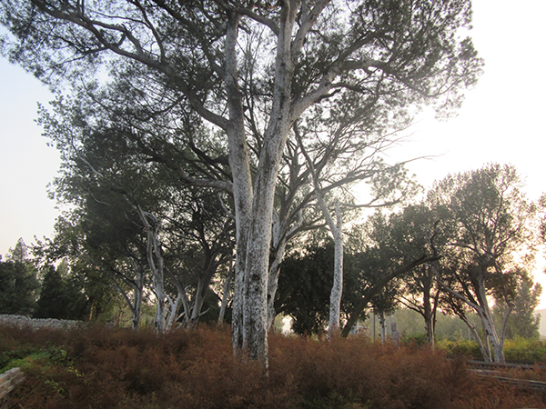 中国林业网-美丽中国大赛