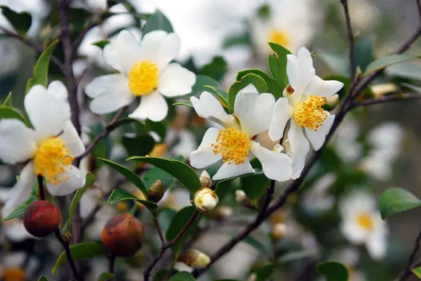 河南农行6500万元贷款支持山茶油加工企业