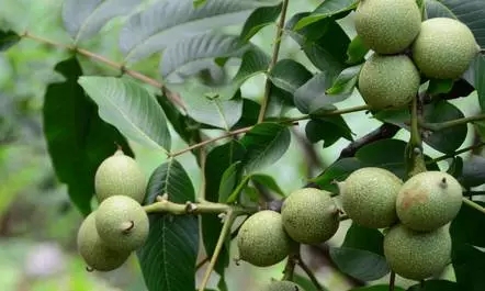 广西河池市核桃种植面积达216万亩突破200万