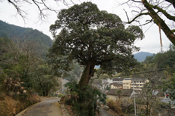 中国林业网-美丽中国大赛