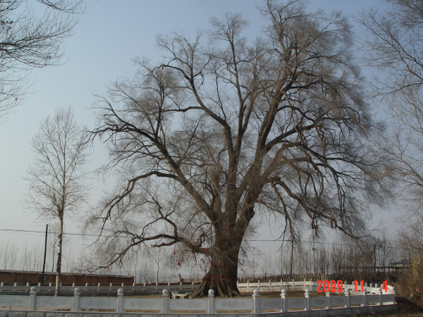 长春市双阳区太平镇长山古榆