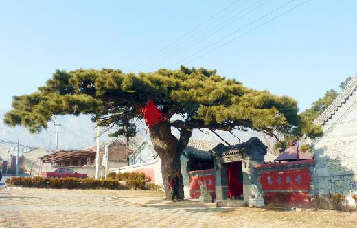 中国林业网-美丽中国大赛-古树之冠