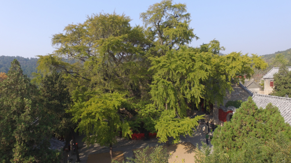 最美古树名木:天下银杏第一树