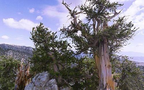 最古老的树_欧洲最古老的树 1230岁的 伊塔卢斯 取代1077岁的波斯尼亚松