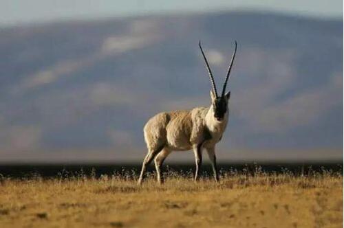 保护青藏高原生物多样性任重道远