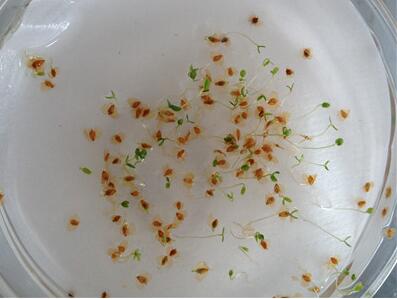 上海市园科院进一步开展濒危植物沼泽小叶桦繁