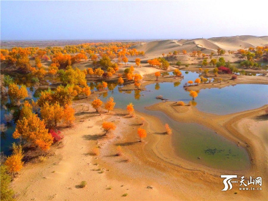 新疆尉犁县大漠胡杨铁骨铮铮