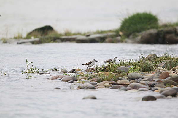四川省开展秋季迁徙水鸟调查