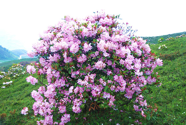 最美古树名木:索玛花开