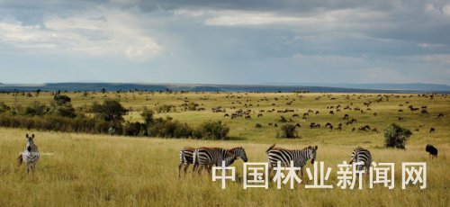 我国濒危物物种保护行动赢得国际社会点赞