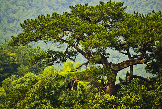 最美古树名木:桐庐富春江马尾松王