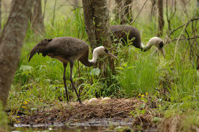 大沾河湿地开展保护生态关爱野生动物宣传活动