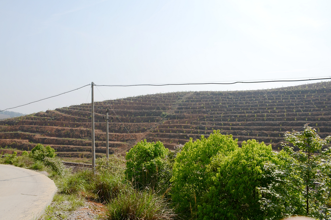 湖南邵阳县坚持以非常举措推动油茶产业发展