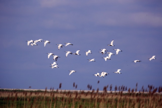 上海崇明东滩保护区内记录到编码标记黑脸琵鹭