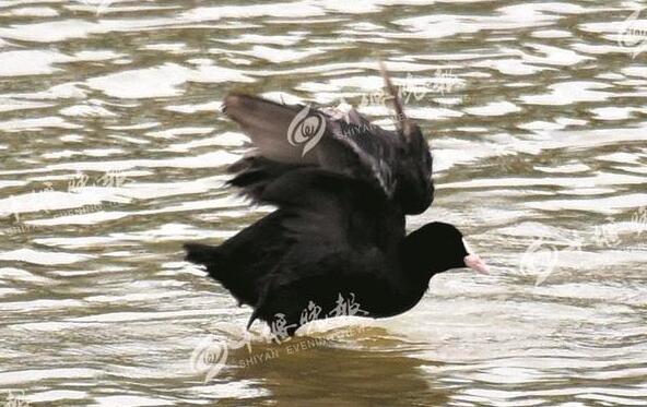 房县西河现白骨顶鸡 2013年被列濒危物种名单