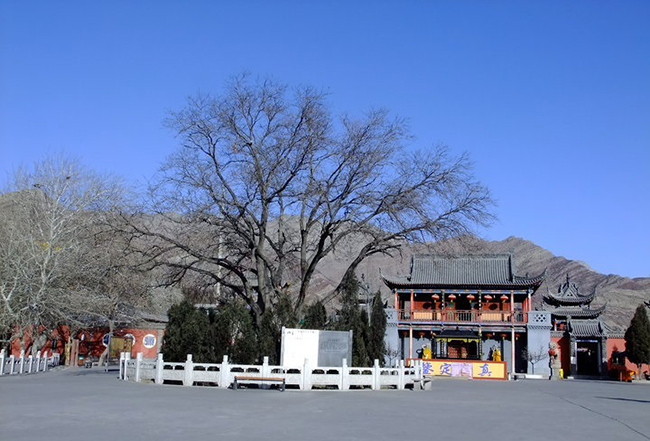 最美古树名木:宁夏大武口区北武当国槐