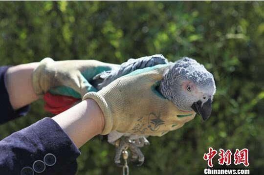 廊自然保护区救助一只世界濒危动物非洲灰鹦鹉