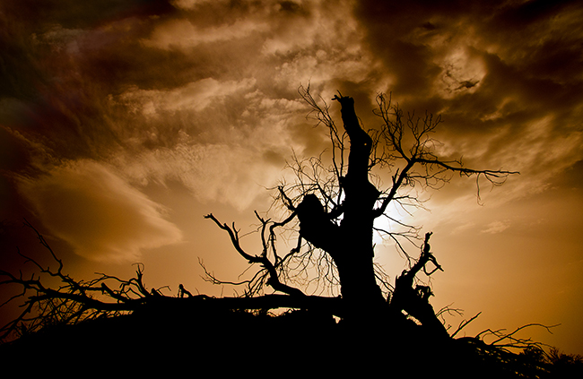 最美古树名木:美丽的胡杨树