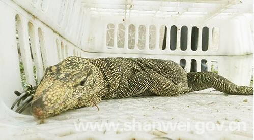 汕尾陆河一村民捕获国家一级保护动物五爪金