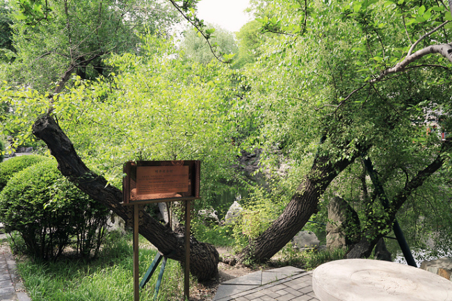 宋庆龄故居明开夜合