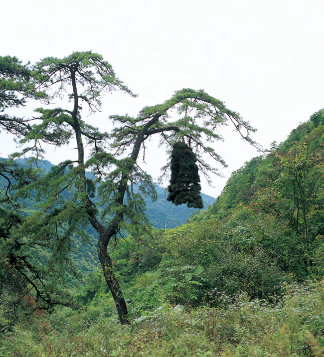 中国林业网-美丽中国大赛