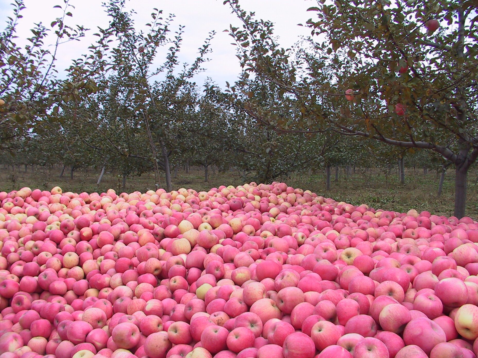 甘肃省泾川县退耕还林取得突出成效的主要经验