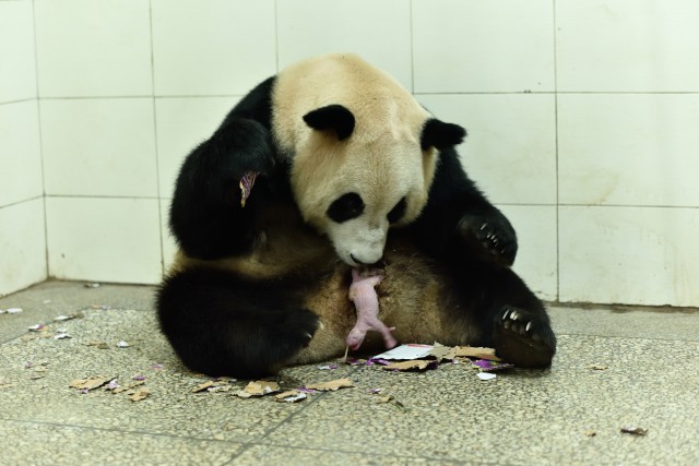 中国大熊猫保护研究中心大熊猫苏珊产仔