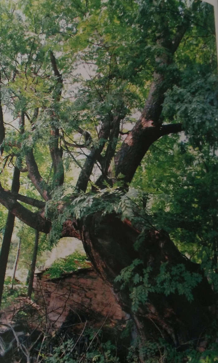 后柏树山村古大果榉