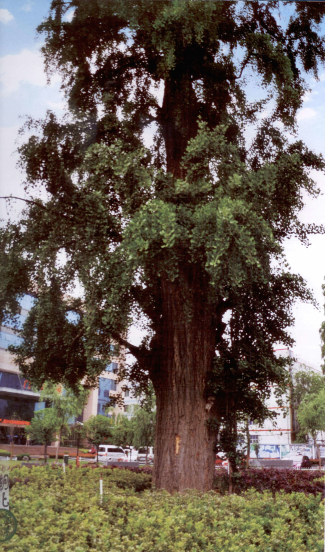 中国林业网-美丽中国大赛