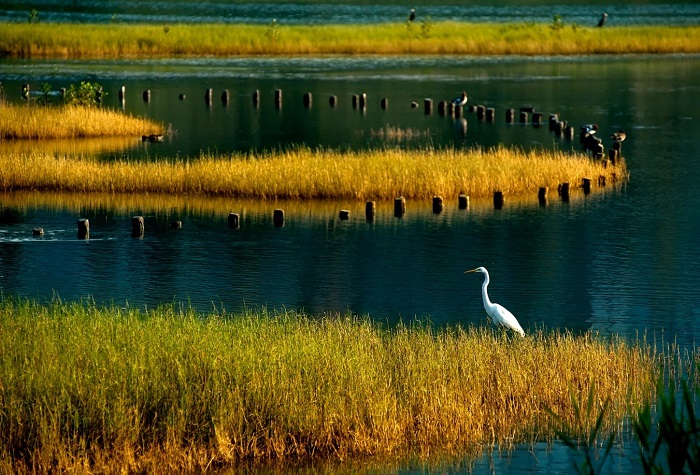 深圳市华侨城湿地升级为国家湿地公园(试点)