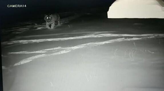 野生东北虎频现黑龙江森工林区 林区工人面对