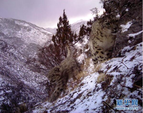 西藏昌都怒江河谷拍摄到健康雪豹种群