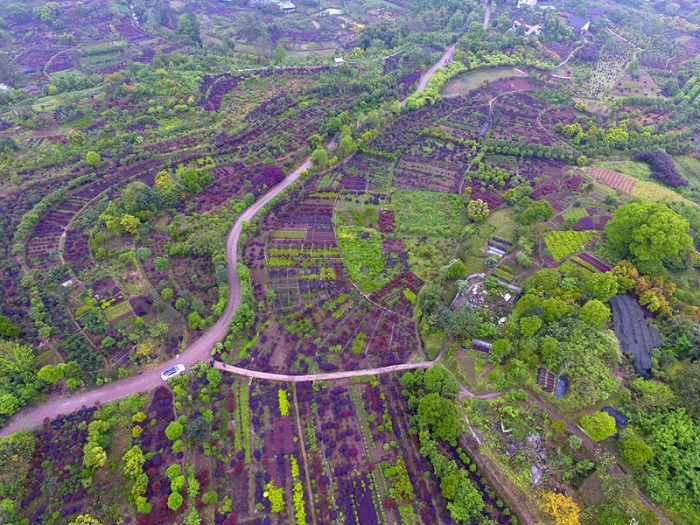 重庆北碚:苗木产业绿了山头富了农家