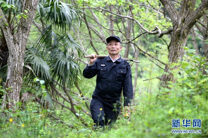 在江西瑞金赣江源国家级自然保护区黄竹岭片区,张马林在巡山(4月11