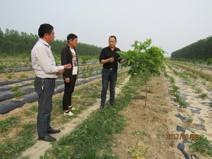 爱上绿色爱上林