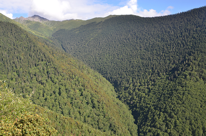四川省阿坝州金川县高山森林(一)