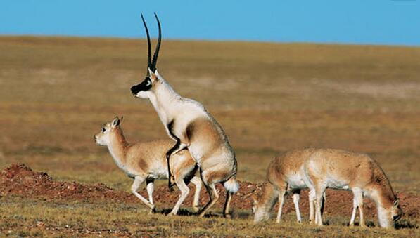 藏羚羊迁徙结束 预计下月中旬返回栖息地