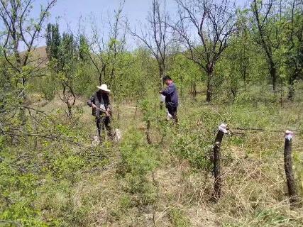 织技术人员到雹水乡黄金峪村对退耕还林栽植的