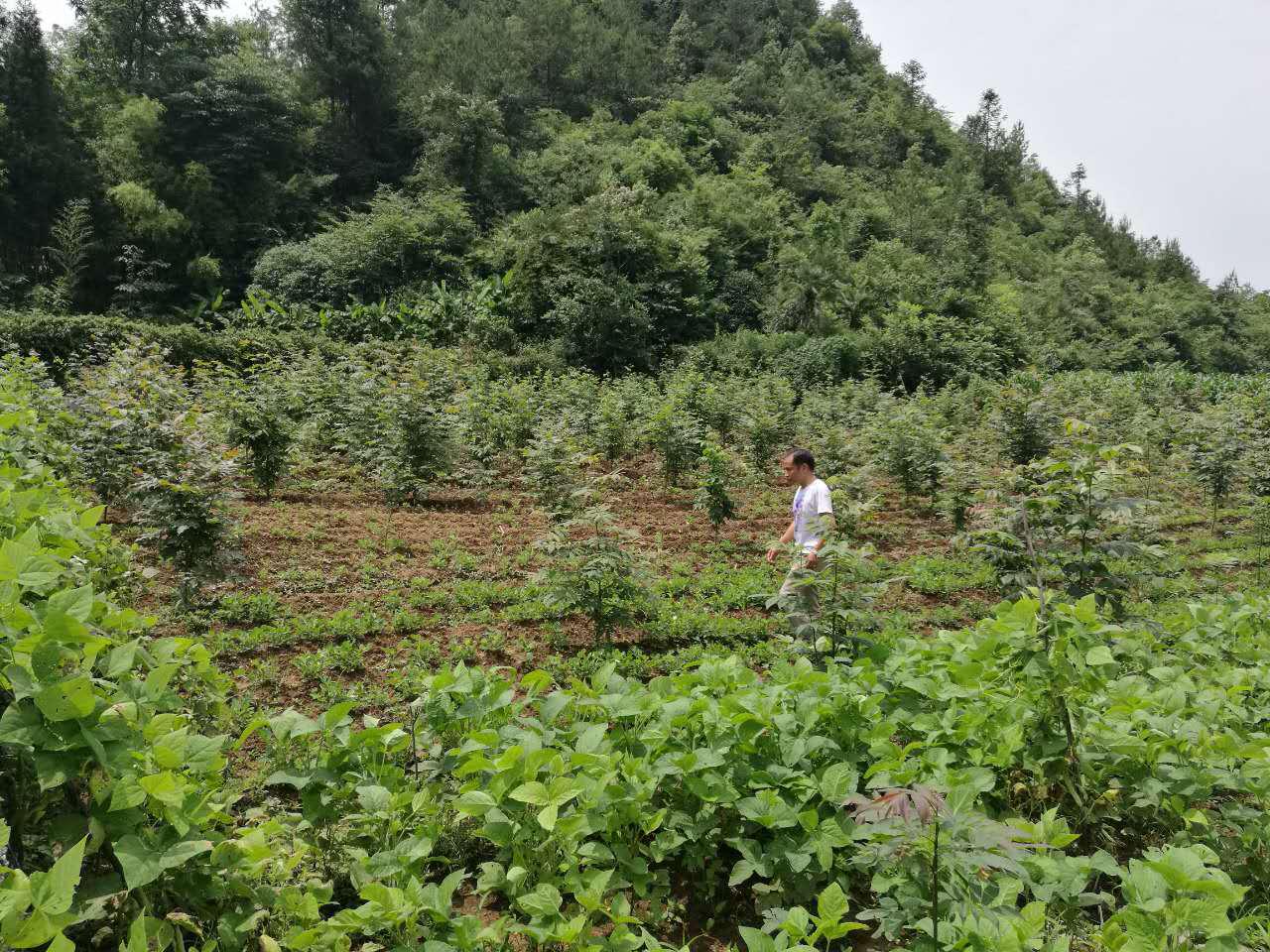 湖北省鹤峰县林业局抓紧新一轮退耕还林验收