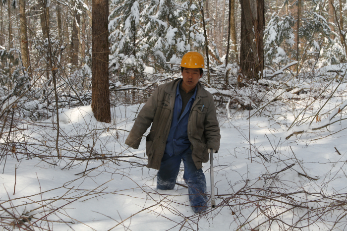 赵希军在作业山场寻找埋在雪下的原条