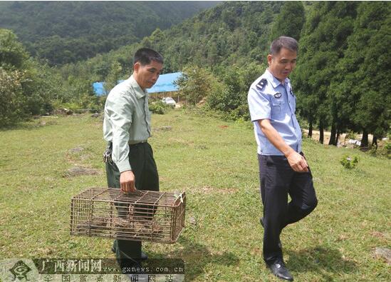 广西北流市山脚菜地现长2.5米蟒蛇 为国家一级