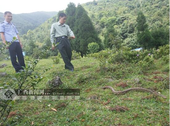 广西北流市山脚菜地现长2.5米蟒蛇 为国家一级
