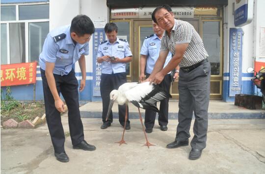 吉林天桥岭林业局首次发现国家一级保护动物东