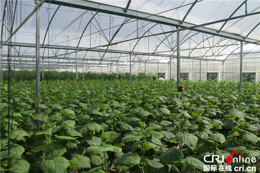 库布其的治沙之法(组图)