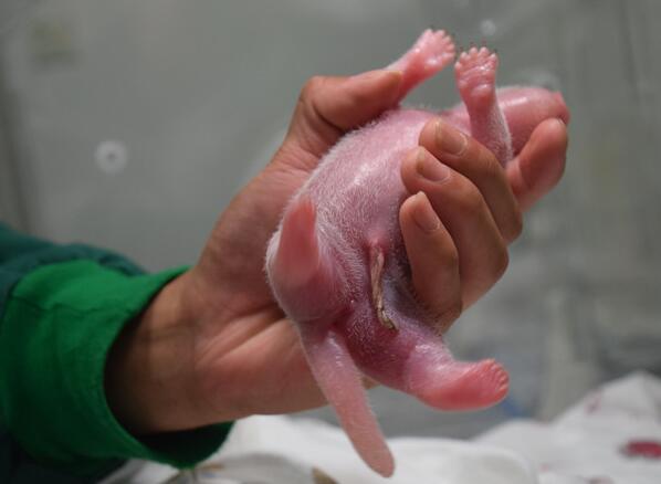 全球首只野外引种大熊猫 草草 产下重量级熊猫