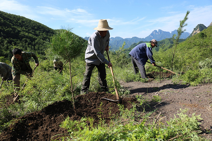 河北承德:实施雨季造林攻坚 建设京津生态屏障