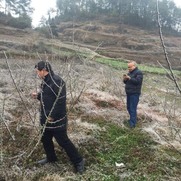 贵州省开阳县生态局退耕还林抗凝冻、保民生在